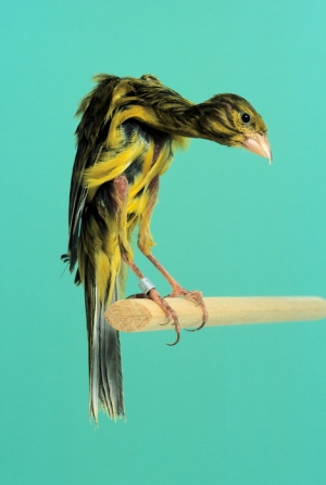 Canary  gibber italicus_